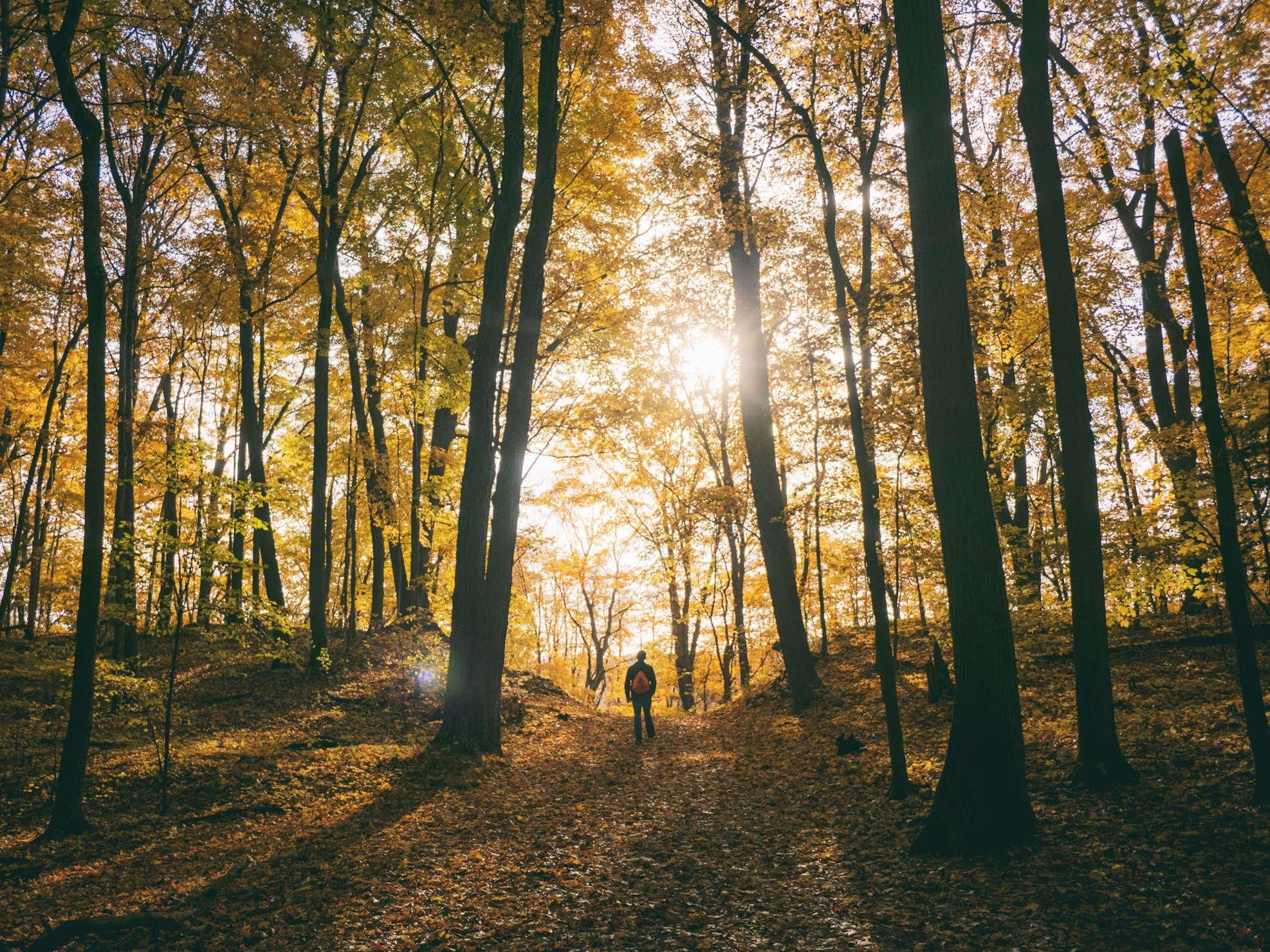 Nature as Nourishment: The Healing Power of the Outdoors for Highly Sensitive Souls