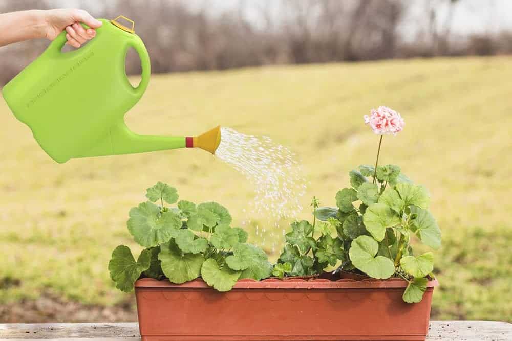 Clean Watering Equipment (Hoses, Watering Cans, Sprayers)