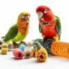 4 Essential Bird Supplies Every Bird Needs